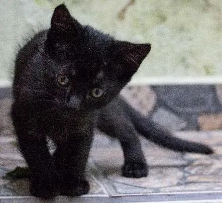 Gato ra a SRD idade Abaixo de 2 meses nome Leo