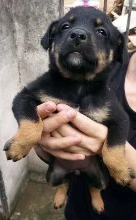 Cachorro ra a SRD idade Abaixo de 2 meses nome Fêmea 4