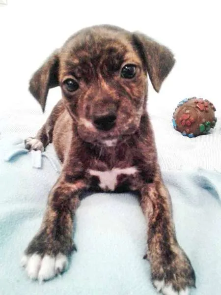 Cachorro ra a idade 2 a 6 meses nome Tigrão (Canil SJ)