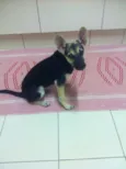 Tieta