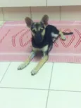 Tieta