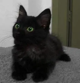 Gato raça - idade 2 a 6 meses nome Sem nome