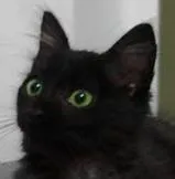 Gato raça - idade 2 a 6 meses nome Sem nome