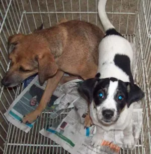 Cachorro raça SRD idade 7 a 11 meses nome Bolinha