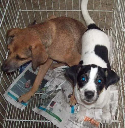 Cachorro ra a SRD idade 7 a 11 meses nome Bolinha
