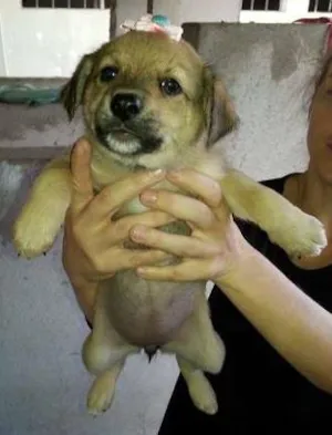 Cachorro raça SRD idade Abaixo de 2 meses nome Fêmea 1