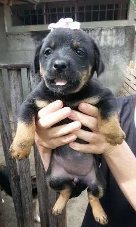 Cachorro ra a SRD idade Abaixo de 2 meses nome Fêmea 2