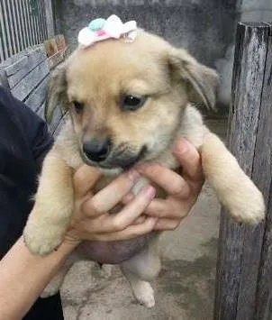 Cachorro ra a SRD idade Abaixo de 2 meses nome Fêmea 3