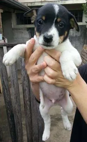 Cachorro ra a SRD idade Abaixo de 2 meses nome Macho 4