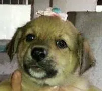 Cachorro ra a SRD idade Abaixo de 2 meses nome Fêmea 1