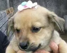 Cachorro ra a SRD idade Abaixo de 2 meses nome Fêmea 3