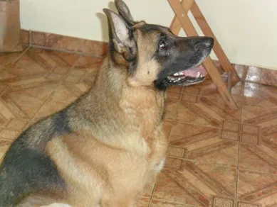 Cachorro ra a Pastor Alemão idade 4 anos nome Chahau