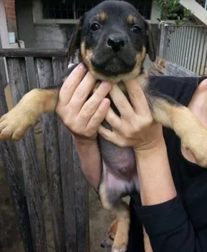 Cachorro raça SRD idade Abaixo de 2 meses nome Macho 1