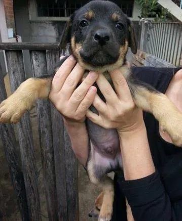 Cachorro ra a SRD idade Abaixo de 2 meses nome Macho 1