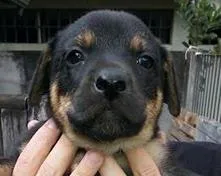 Cachorro ra a SRD idade Abaixo de 2 meses nome Macho 1