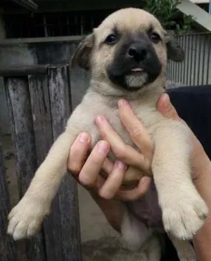 Cachorro raça SRD idade Abaixo de 2 meses nome Macho 2