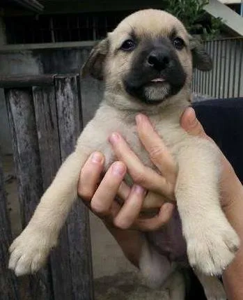 Cachorro ra a SRD idade Abaixo de 2 meses nome Macho 2