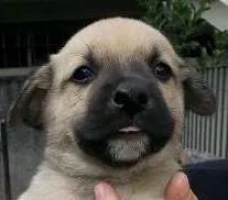 Cachorro ra a SRD idade Abaixo de 2 meses nome Macho 2
