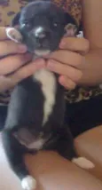 Pretinha