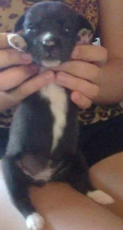 Cachorro raça pequena idade Abaixo de 2 meses nome Pretinha