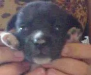 Cachorro raça pequena idade Abaixo de 2 meses nome Pretinha
