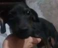 Filhotes