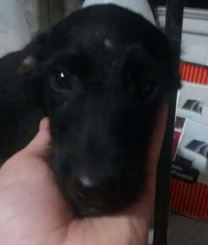 Cachorro ra a SRD idade 2 a 6 meses nome Filhotes