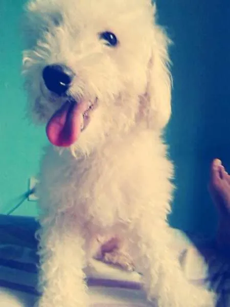 Cachorro raça poodle idade 2 anos nome Shakira 