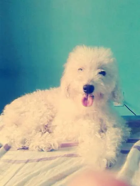 Cachorro raça poodle idade 2 anos nome Shakira 