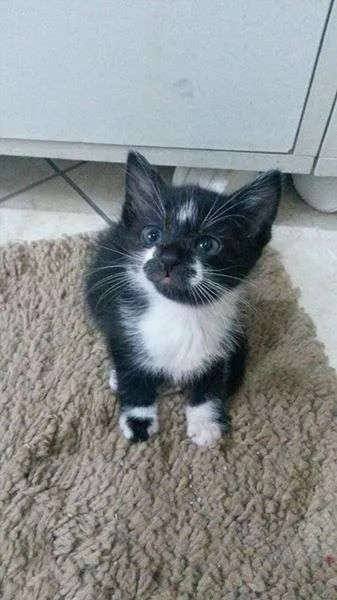 Gato ra a SRD idade Abaixo de 2 meses nome Laura