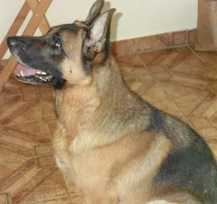 Cachorro ra a Pastor Alemão idade 4 anos nome Chahau