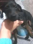 Filhotes