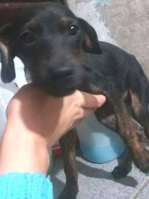 Cachorro ra a SRD idade 2 a 6 meses nome Filhotes