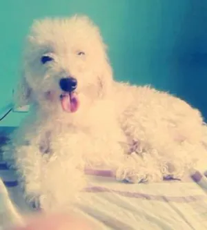 Cachorro raça poodle idade 2 anos nome Shakira 