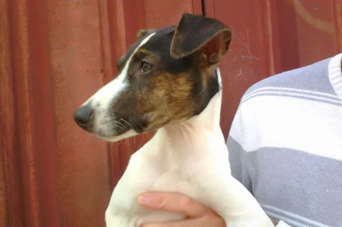 Cachorro raça SRD idade 2 a 6 meses nome Batman