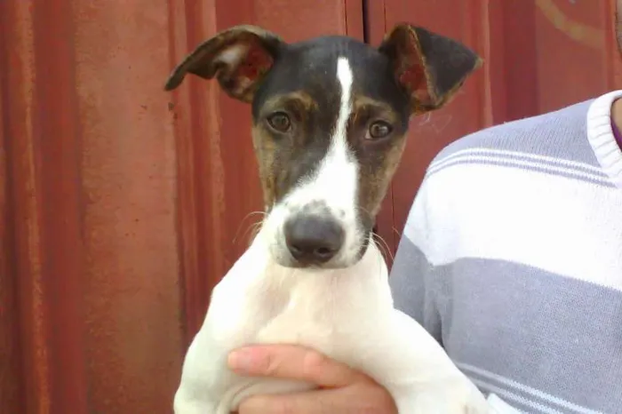 Cachorro raça SRD idade 2 a 6 meses nome Batman
