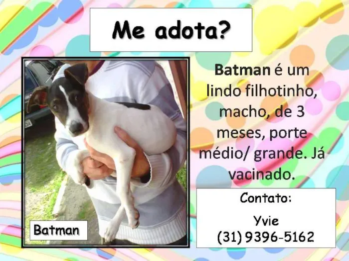 Cachorro raça SRD idade 2 a 6 meses nome Batman