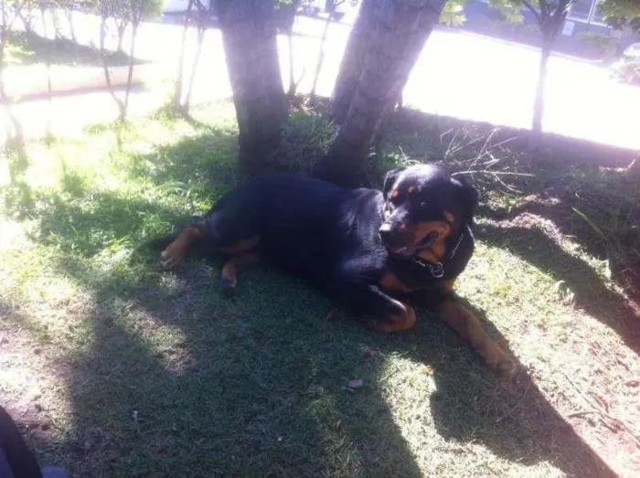 Cachorro ra a Rottweler idade  nome Teka