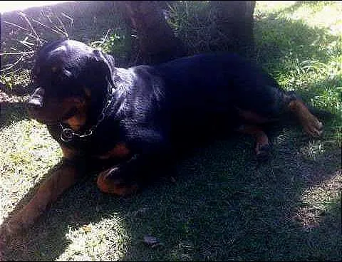 Cachorro ra a Rottweler idade  nome Teka