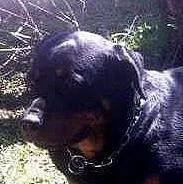 Cachorro ra a Rottweler idade  nome Teka