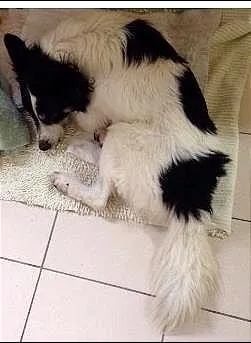 Cachorro raça SRD idade 2 anos nome Desconhecido