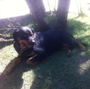 Cachorro raça Rottweler idade  nome Teka
