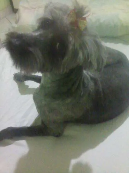 Cachorro ra a POODLE idade 1 ano nome LAIZA