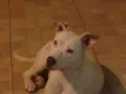 Laica
