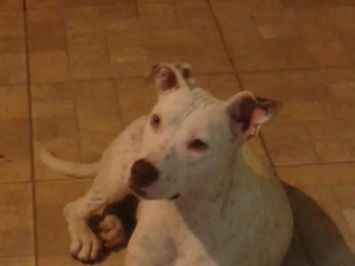 Cachorro ra a Pit-Bull idade 7 a 11 meses nome Laica