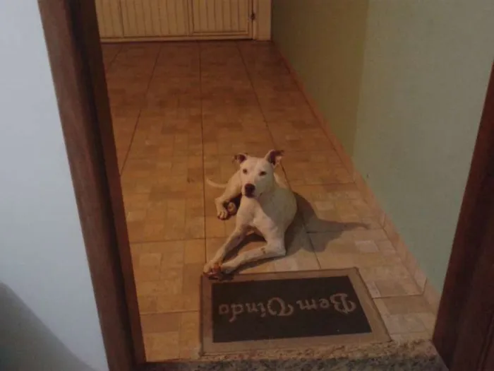 Cachorro ra a Pit-Bull idade 7 a 11 meses nome Laica