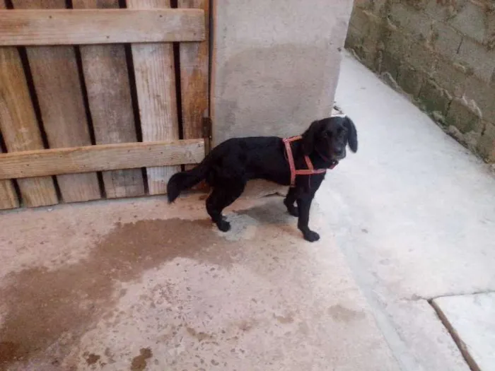 Cachorro ra a SRD idade 2 anos nome Naná