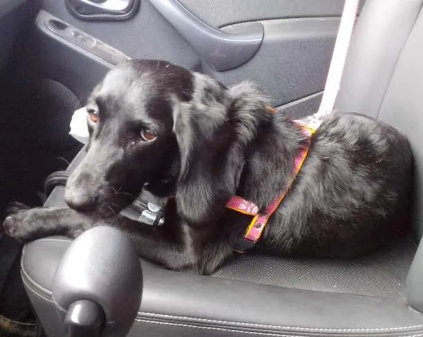 Cachorro ra a SRD idade 2 anos nome Naná