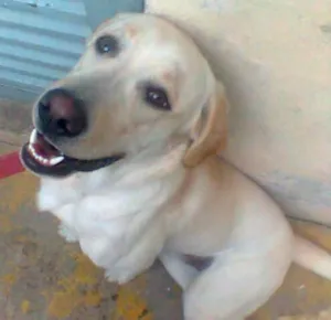 Cachorro raça Labrador idade  nome Marley