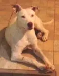 Laica